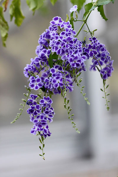 Duranta Erecta