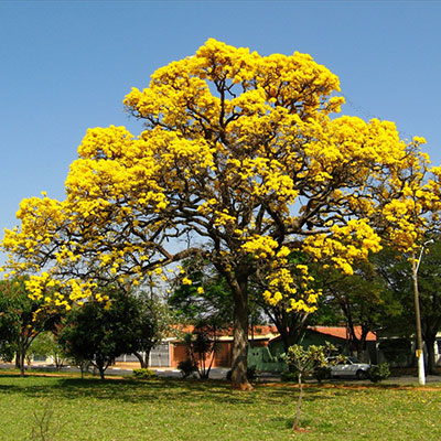 Caribbean Trumpet Tree