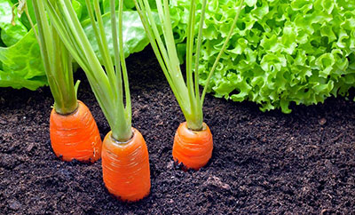 Carrot Seeds