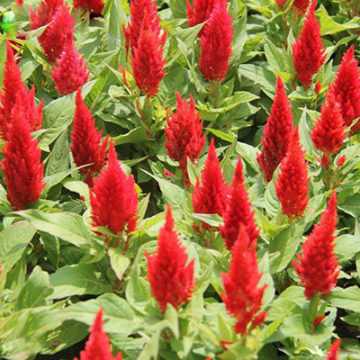 Celosia Outdoor