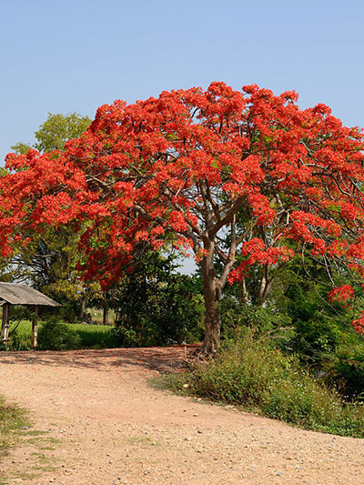 Royal Poinciana