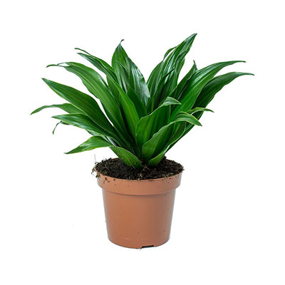 Dracena Fragrans Compacta 