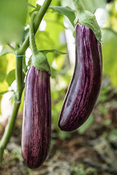 Eggplant Purple Seeds