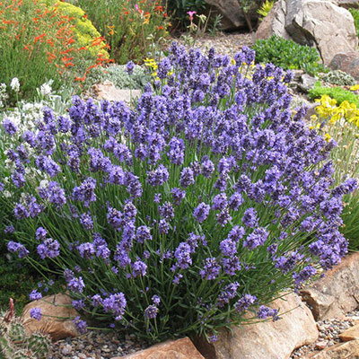 English Lavender Seeds