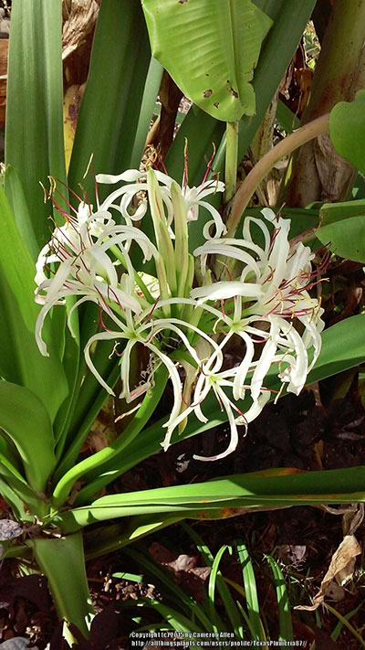 Giant Crinum Lily or Seashore lily