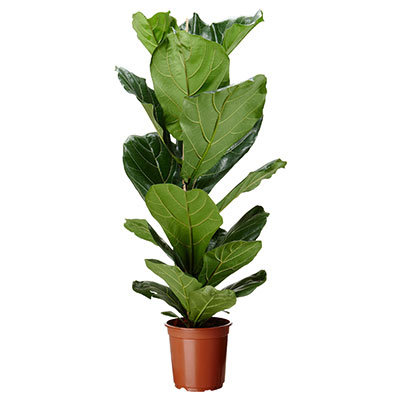 Fiddle-leaf Fig 70cm - 90cm