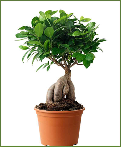 Ginseng Bonsai 30cm Outdoor