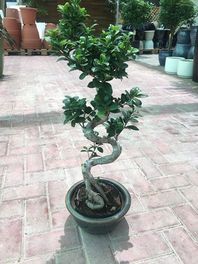 Ficus Bonsai XL