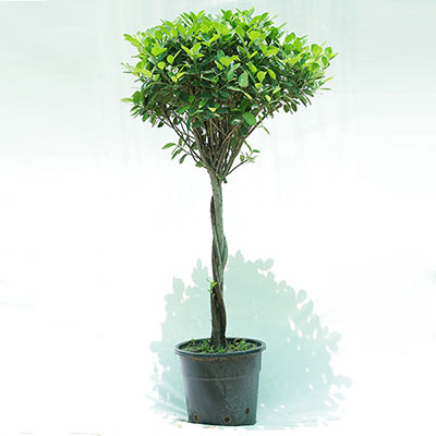 Ficus Panda Twisted