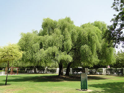 Prosopis Cineraria