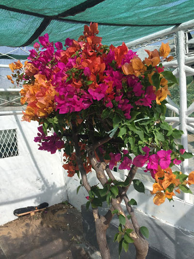 Bougainvillea Spectabilis Soft Pink