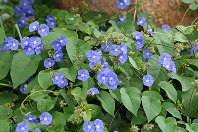 Sky Blue Cluster Vine