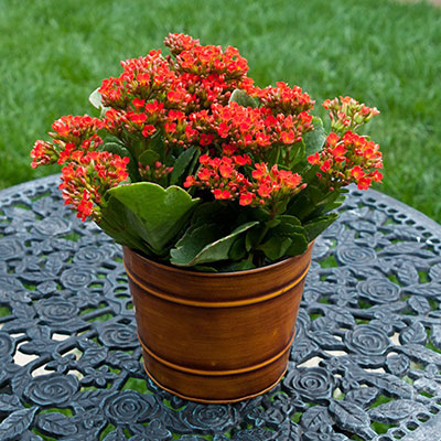 Kalanchoe Blossfeldiana Calandiva