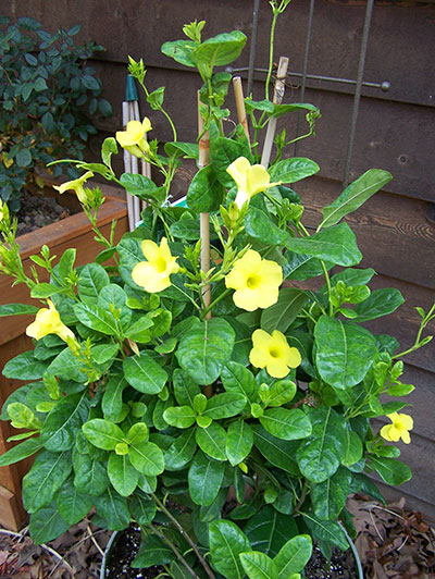 Mandevilla Yellow