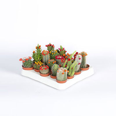 Mini Cacti (decorated)