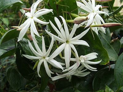 Jasminum Nitidum