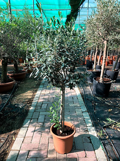 Olea Europea