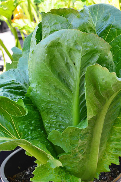 Lettuce Kagraner Seeds