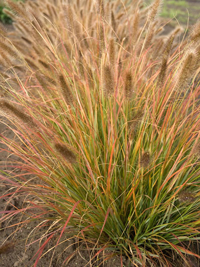 Pennisetum Grass