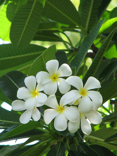 Plumeria