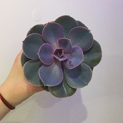 Violet Echeveria