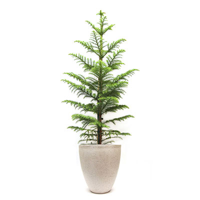 Norfolk Island Pine